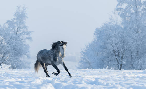 paesaggio innevato invernale. cavallo spagnolo grigio al galoppo - horse winter dapple gray gray foto e immagini stock