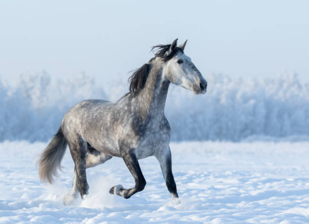 cavallo spagnolo grigio corre trotto in inverno campo innevato - horse winter dapple gray gray foto e immagini stock