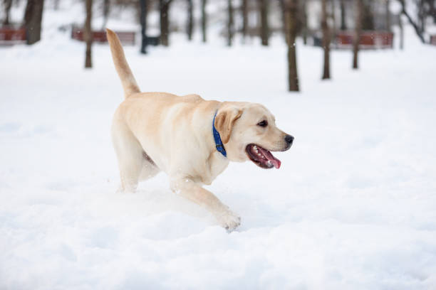 labrador retriever welpen hundewiesen auf weißen schnee im winter park - snow dog walking running stock-fotos und bilder