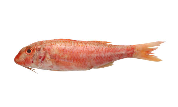 Red mullet fish Red mullet fish isolated on white background profile view asa animal stock pictures, royalty-free photos & images