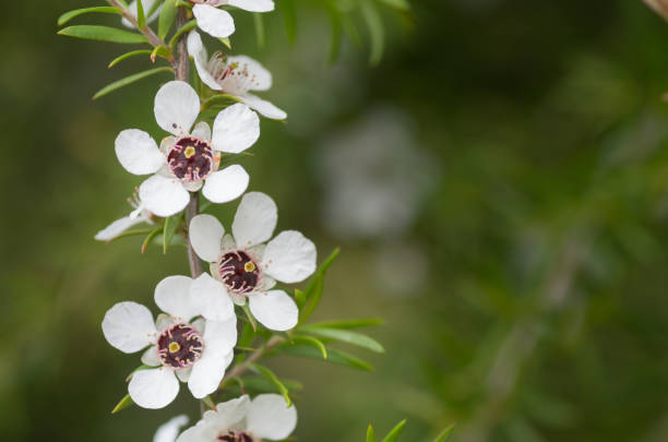 Manuka plant in bloom, pink flower