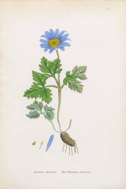 Blue Mountain Anemone, Anemone, Anemone Apennina, Victorian Botanical Illustration, 1863 Very Rare, Beautifully Illustrated Antique Engraved and Hand Colored Victorian Botanical Illustration of Blue Mountain Anemone, Anemone, Anemone Apennina, Plants. Plate 10, Published in 1835. Source: Original edition from my own archives. Copyright has expired on this artwork. Digitally restored. anemone apennina stock illustrations
