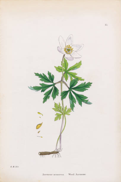 Wood Anemone, Anemone, Anemone nemorosa, Victorian Botanical Illustration, 1863 Very Rare, Beautifully Illustrated Antique Engraved and Hand Colored Victorian Botanical Illustration of Wood Anemone, Anemone, Anemone nemorosa, Victorian Botanical Illustration, 1863 Plants. Plate 11, Published in 1835. Source: Original edition from my own archives. Copyright has expired on this artwork. Digitally restored. anemone apennina stock illustrations