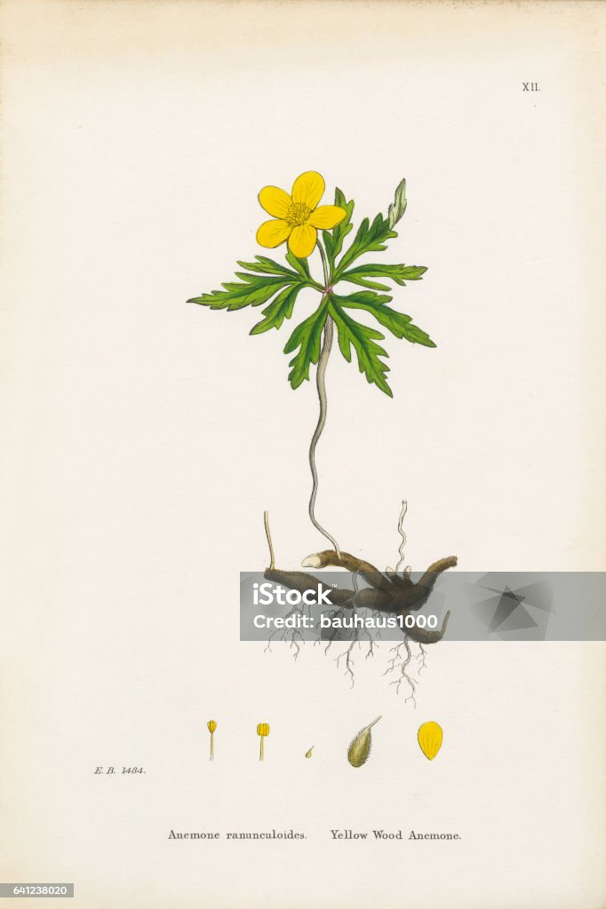 Jaune Danémone Des Bois Anémone Anémone Fausse Renoncule Illustration  Botanique Victorienne 1863 Vecteurs libres de droits et plus d'images  vectorielles de Antiquités - iStock