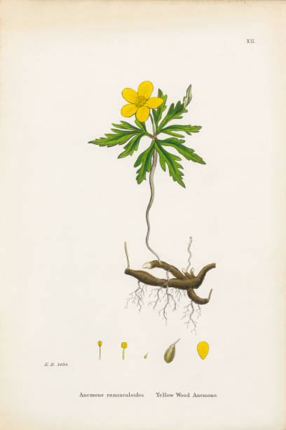 Yellow Wood Anemone, Anemone, Anemone ranunculoides, Victorian Botanical Illustration, 1863 Very Rare, Beautifully Illustrated Antique Engraved and Hand Colored Victorian Botanical Illustration of Yellow Wood Anemone, Anemone, Anemone ranunculoides, Victorian Botanical Illustration, 1863 Plants. Plate 12, Published in 1835. Source: Original edition from my own archives. Copyright has expired on this artwork. Digitally restored. anemone apennina stock illustrations