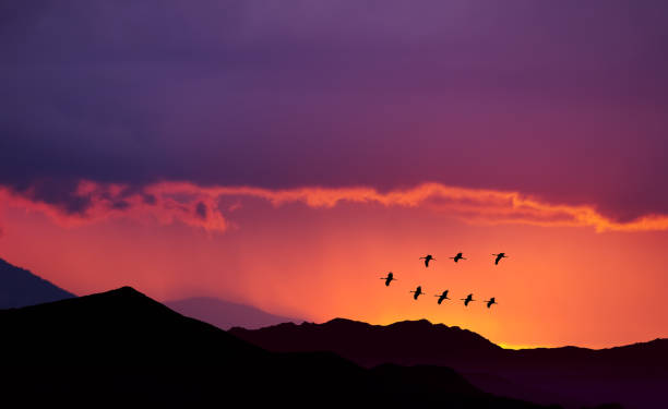istock Birds flying at sunrise over the mountains 641239098