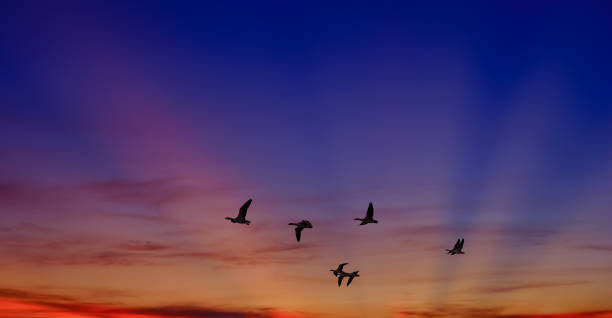 istock Birds at sunrise or sunset nature concept 641239208