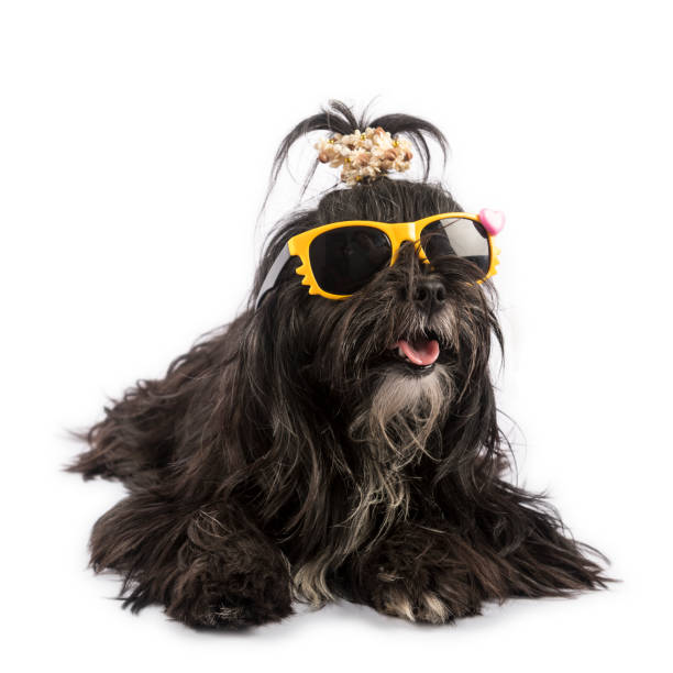 istock Funny dog with sunglasses isolated on white background 641239542