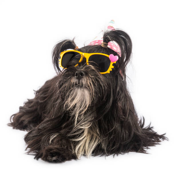 istock Funny dog with sunglasses isolated on white background 641239668