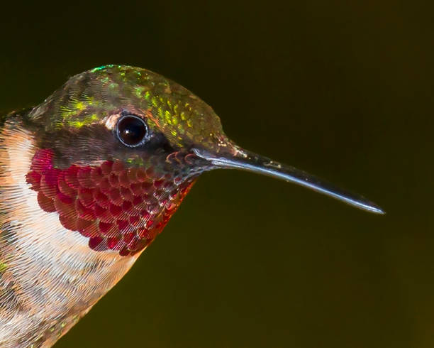 istock Ruby-throated hummingbird male checking out photographer 641241316