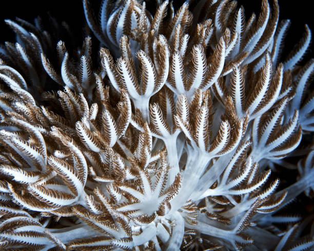 istock Cluster of sea polyps showing its beauty 641241344