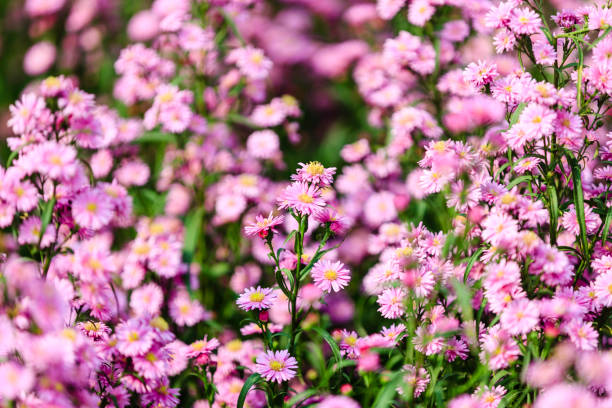 istock Flowers in garden 641241634