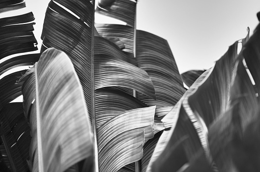 Tropical banana palm fronds stand in monochrome abstract against the sky