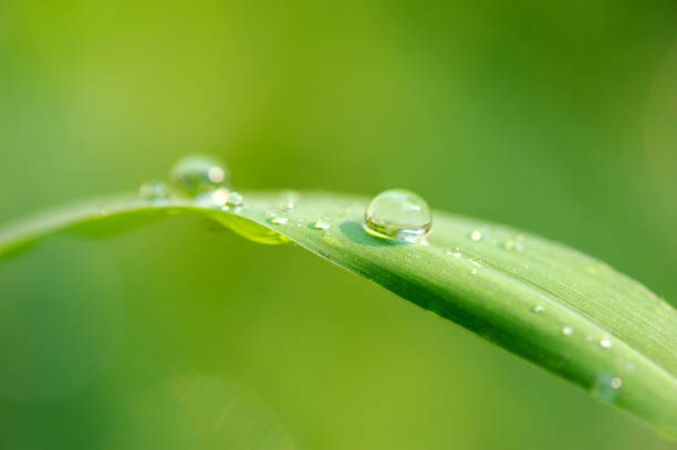 istock Drops of water on grass 641244492