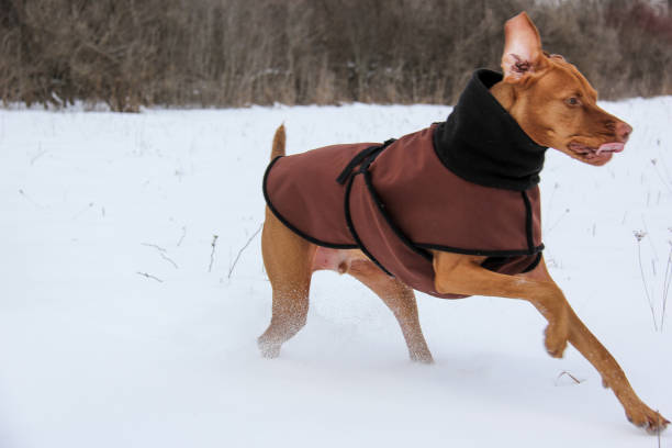 istock vizula in the snow 641244614