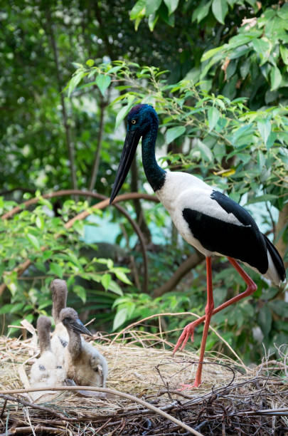istock Black-necked Stork and Offspring 641244780