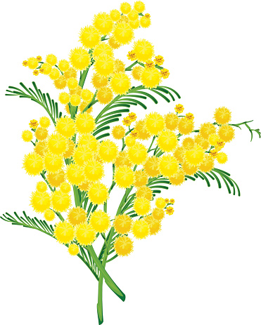 Yellow acacia blossom branch flower. Isolated on white vector illustration