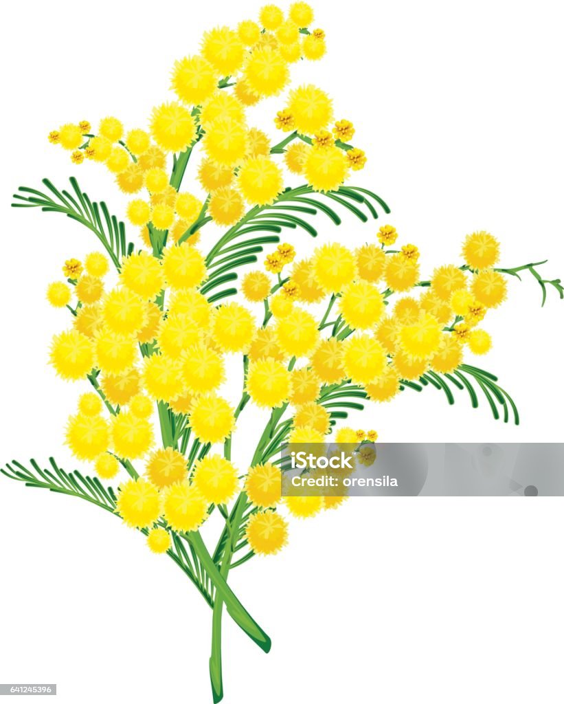 Yellow Acacia Blossom Branch Flower Stock Illustration - Download Image Now  - Mimosa, Acacia Tree, Flower - iStock