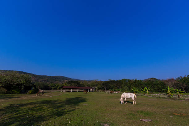 istock Horses in the field 641246462