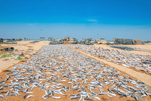 Fish drying on the beach. Sri Lanka.