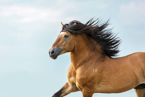 портрет бегущей лошади. - horse black stallion friesian horse стоковые фото и изображения