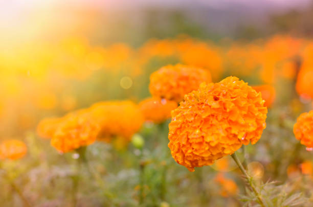 istock in the field of flowers 641249392
