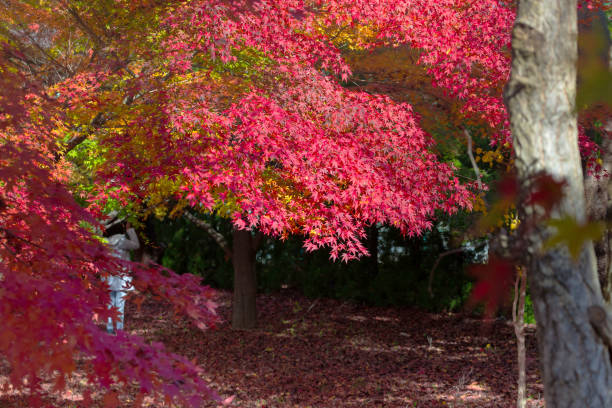 klon czerwony liście jesienią - maple tree tree autumn red zdjęcia i obrazy z banku zdjęć