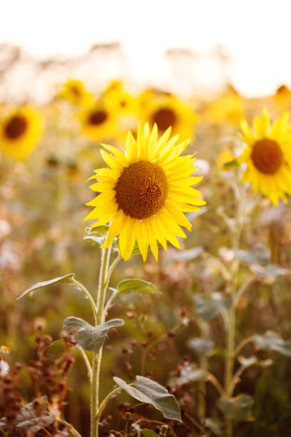istock Field of sunflowers in sunset light 641251062