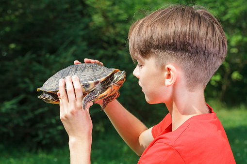 Cute teenager boy wearing red t-shirt sitting in a summer garden looking at turtle