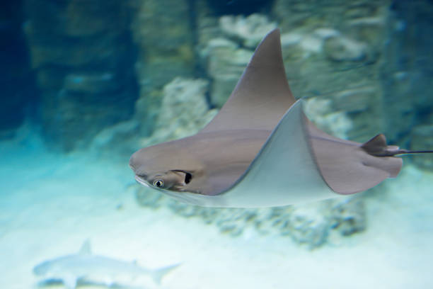 istock Ray fish floating through water with wings up 641251374