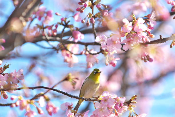 istock A cherry tree and Japanese white-eye 641252512