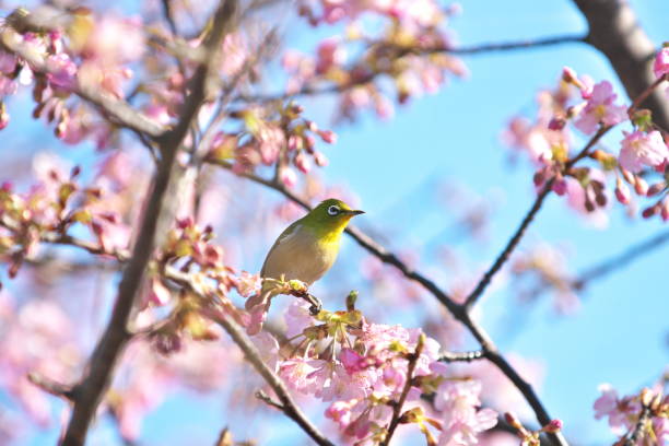 istock A cherry tree and Japanese white-eye 641252566