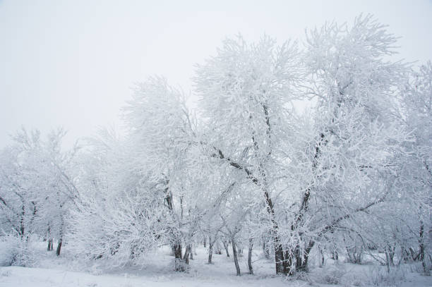 istock Winter trees in the snow 641252840