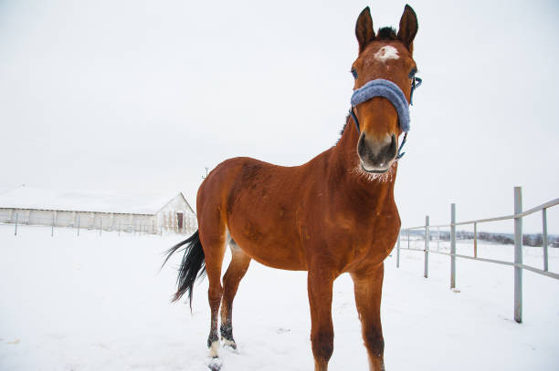 istock Horses on the farm in winter 641253276