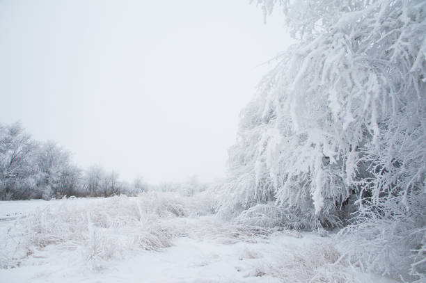 istock Winter trees in the snow 641253284