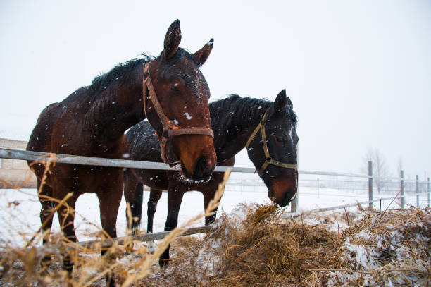 istock Horses on the farm in winter 641253694