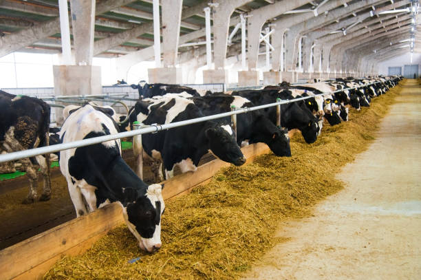 istock Cows in a farm. Dairy cows 641253988