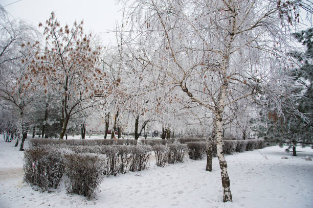 istock Snow-covered trees in a city park 641254730