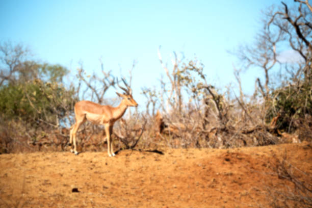 Schwarzfersenantilope / Impala / Aepyceros melampus