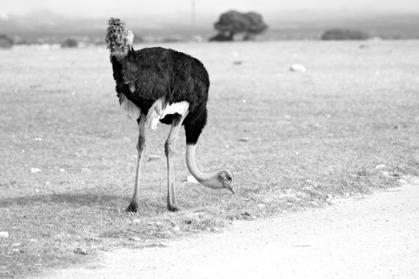 istock in south africa land 641255368