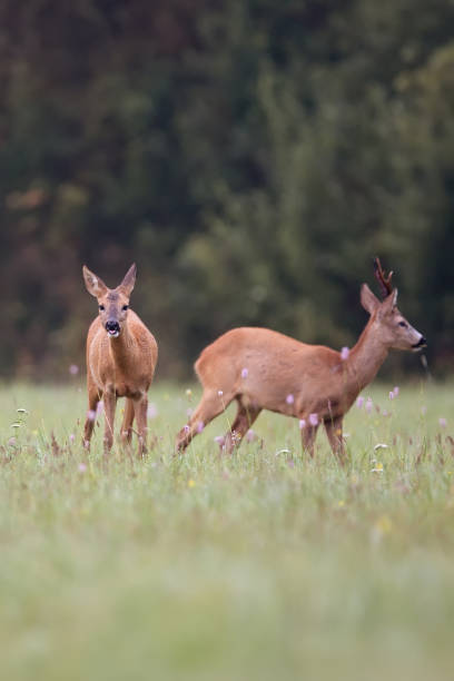 istock Roe-deer with buck deer in the wild 641257006