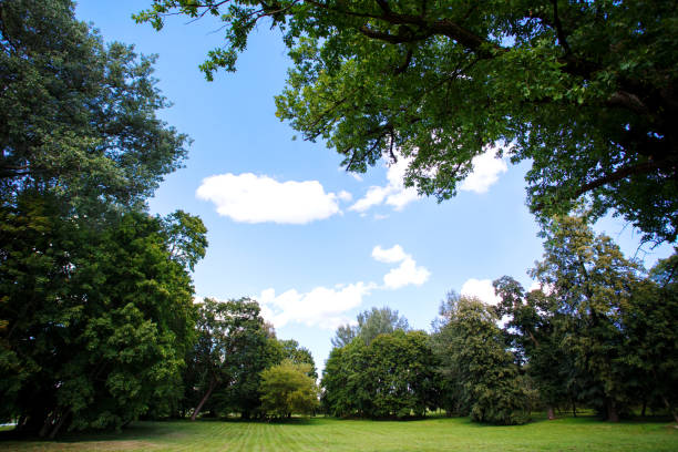 istock Nature background, park with meadow 641257058