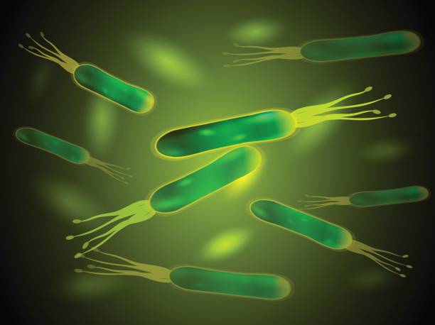 ilustraciones, imágenes clip art, dibujos animados e iconos de stock de bacteria helicobacter pylori. vector. - pylori