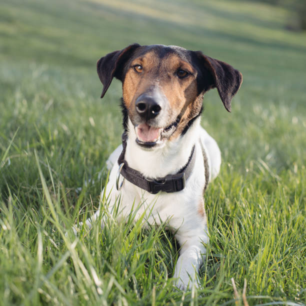 istock Exhausted dog outdoor. 641261440