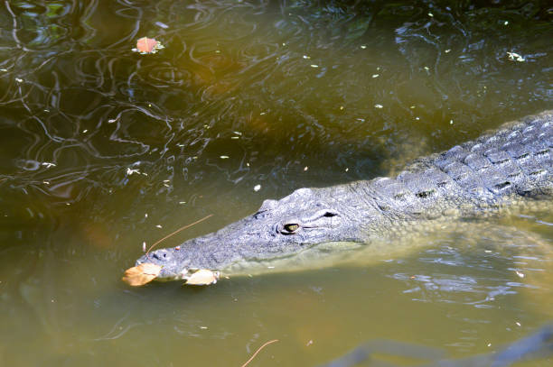 istock Crocodile eyes in a water body 641264246