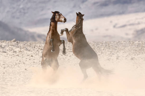 Two wild desert horses fighting Two wild desert horses fighting kolmanskop namibia stock pictures, royalty-free photos & images