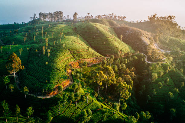 istock Aerial view on tea plantation in Sri Lanka 641264986