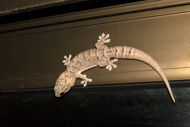 istock House gecko on metal construction 641265130