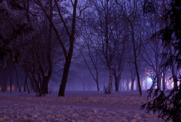 Foggy winter night in the park. Majestic silhouettes of trees covered in purple mist. A downtrodden path goes across the mysterious and picturesque park