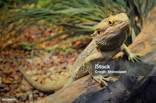 Junger Bärtiger Drache In Einem Terrarium Stockfoto und mehr Bilder von Bartagame - Bartagame, Kriechtier, Haustier